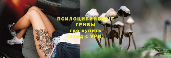сатива Аркадак